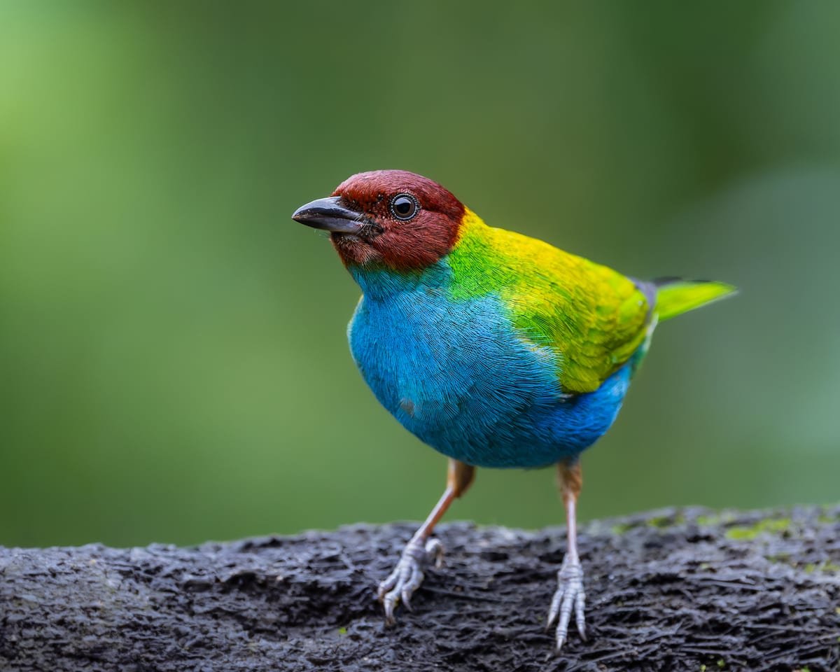 A Bay-headed Tanager on a bare branch, chestnut head and turquoise underparts against soft green