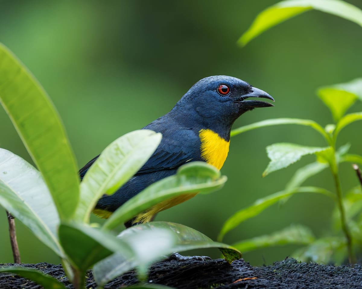 Blue-and-gold Tanager, photographed at San Ramón, Costa Rica