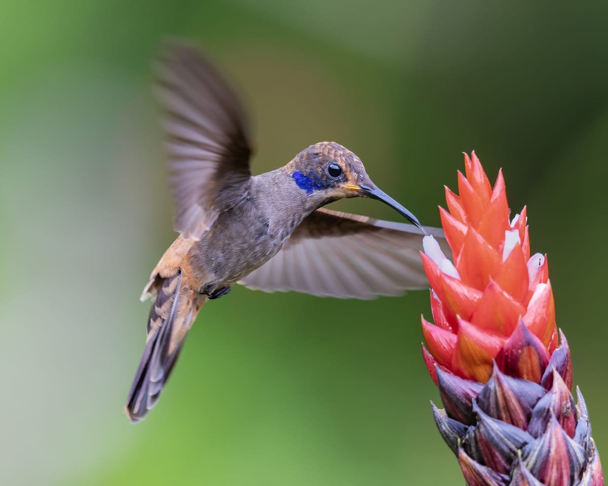 A Brown Violetear hovering at a red bromeliad, bill to the flower and the violet cheek patch catching the light