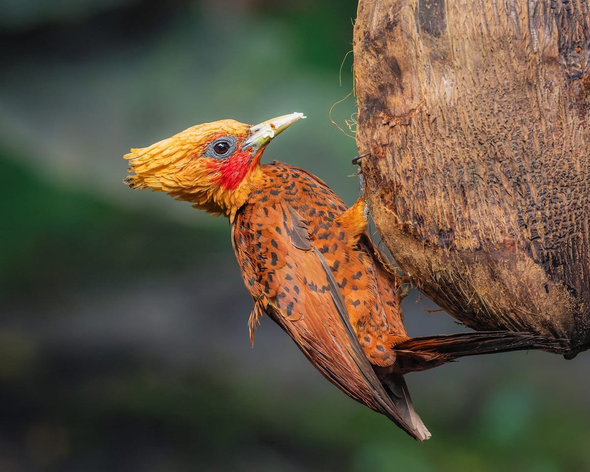 Chestnut-colored Woodpecker, photographed at Sarapiquí, Costa Rica