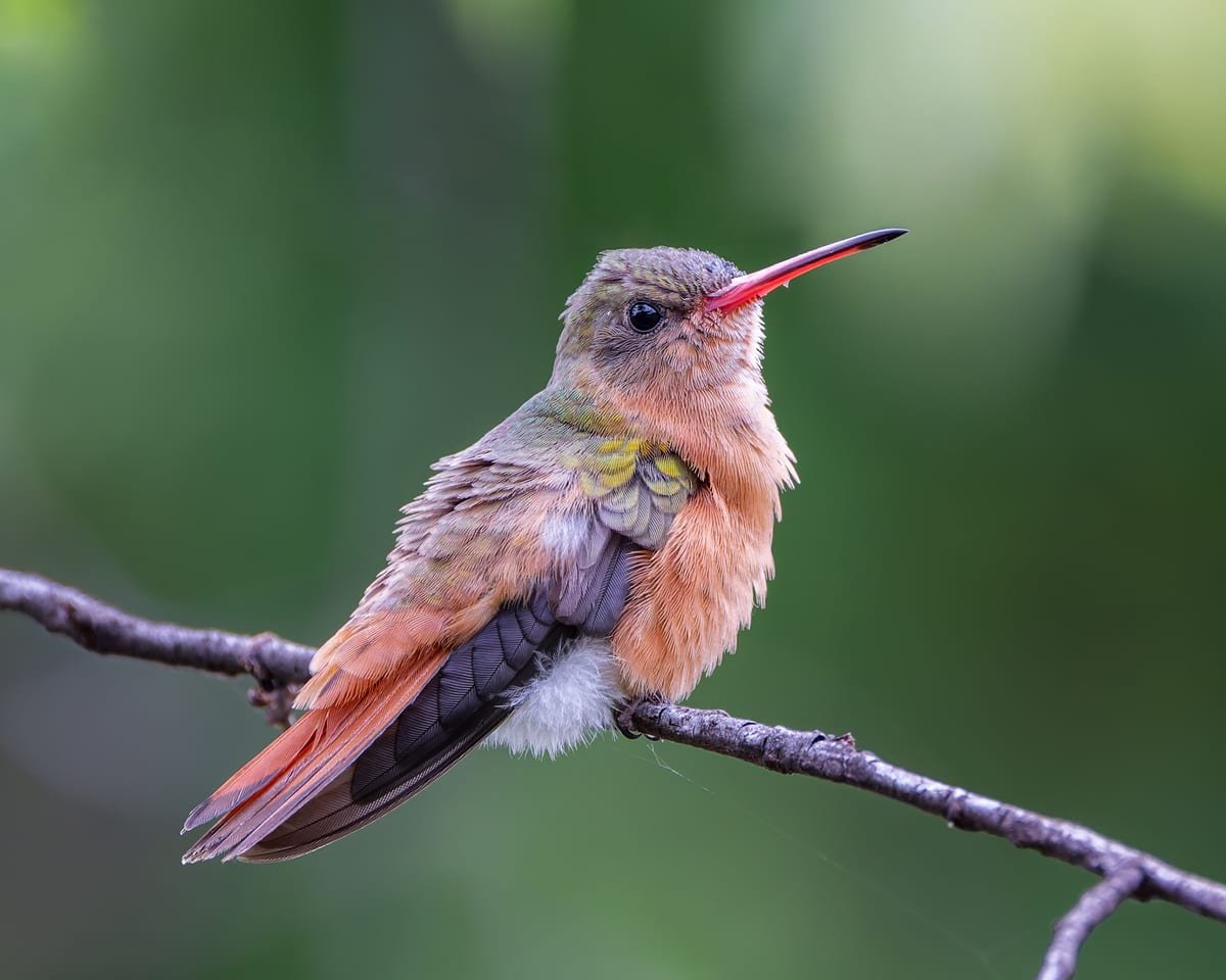 Cinnamon Hummingbird, photographed at Alajuela, Costa Rica