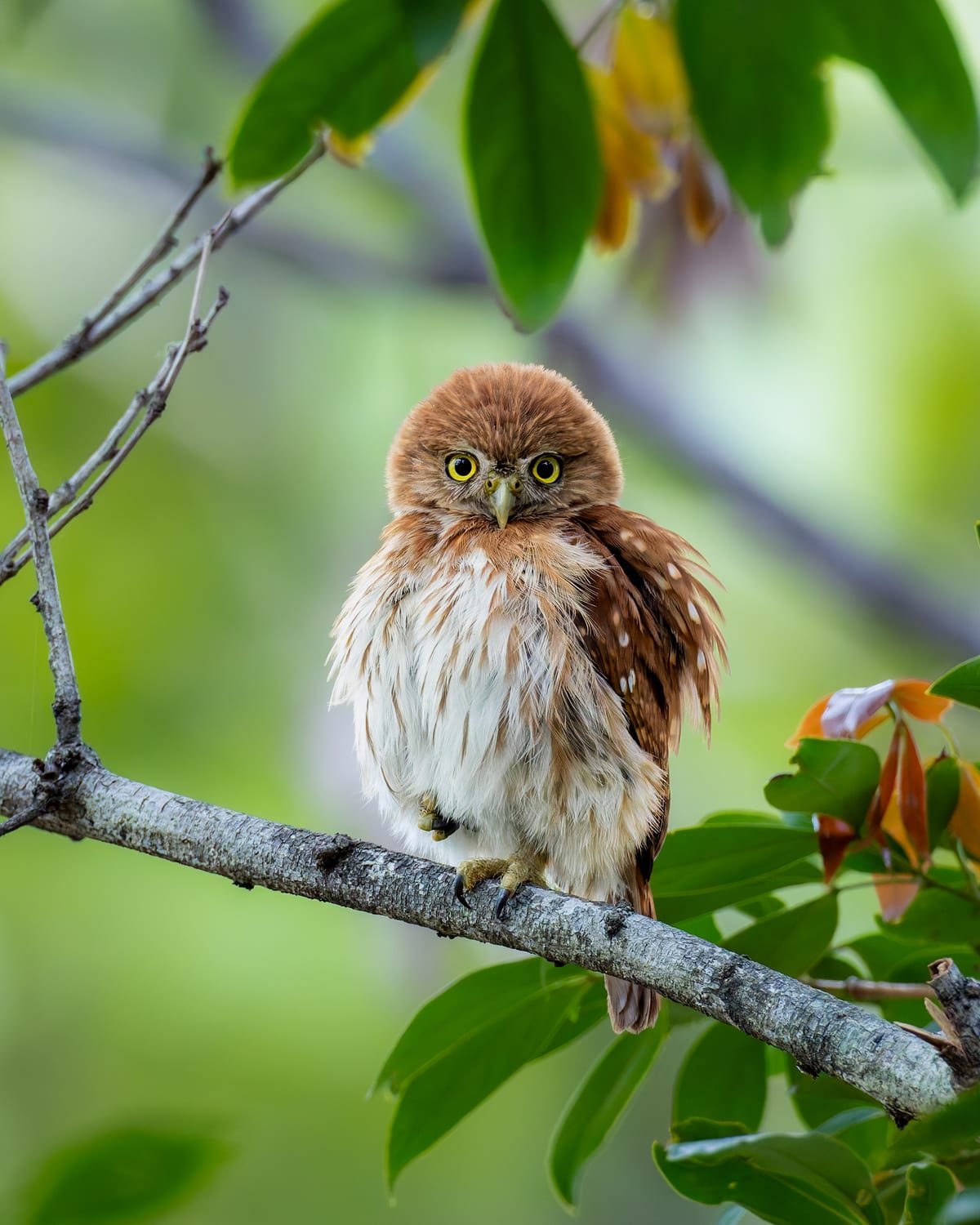 Ferruginous Pygmy-Owl, photographed at Alajuela, Costa Rica