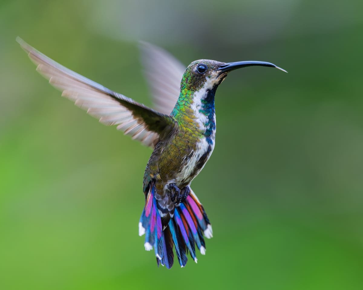 Green-breasted Mango (female), photographed at Turrialba, Costa Rica