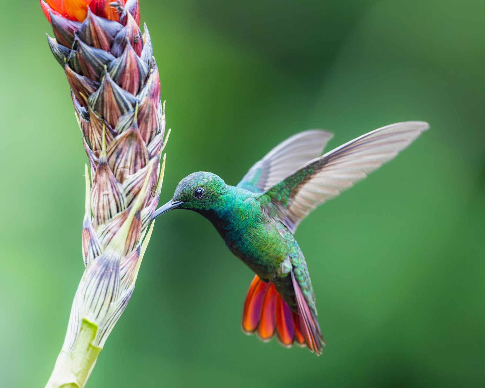 Green-breasted Mango (male), photographed at Turrialba, Costa Rica