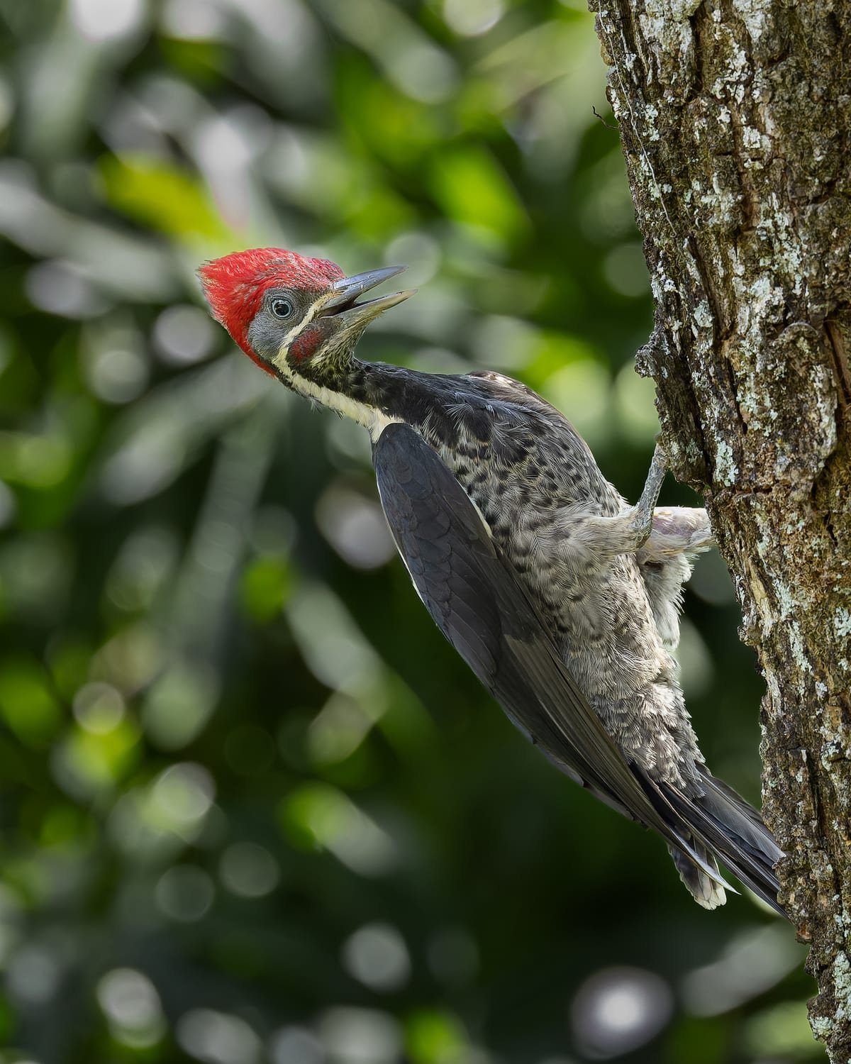 Lineated Woodpecker, photographed at Alajuela, Costa Rica