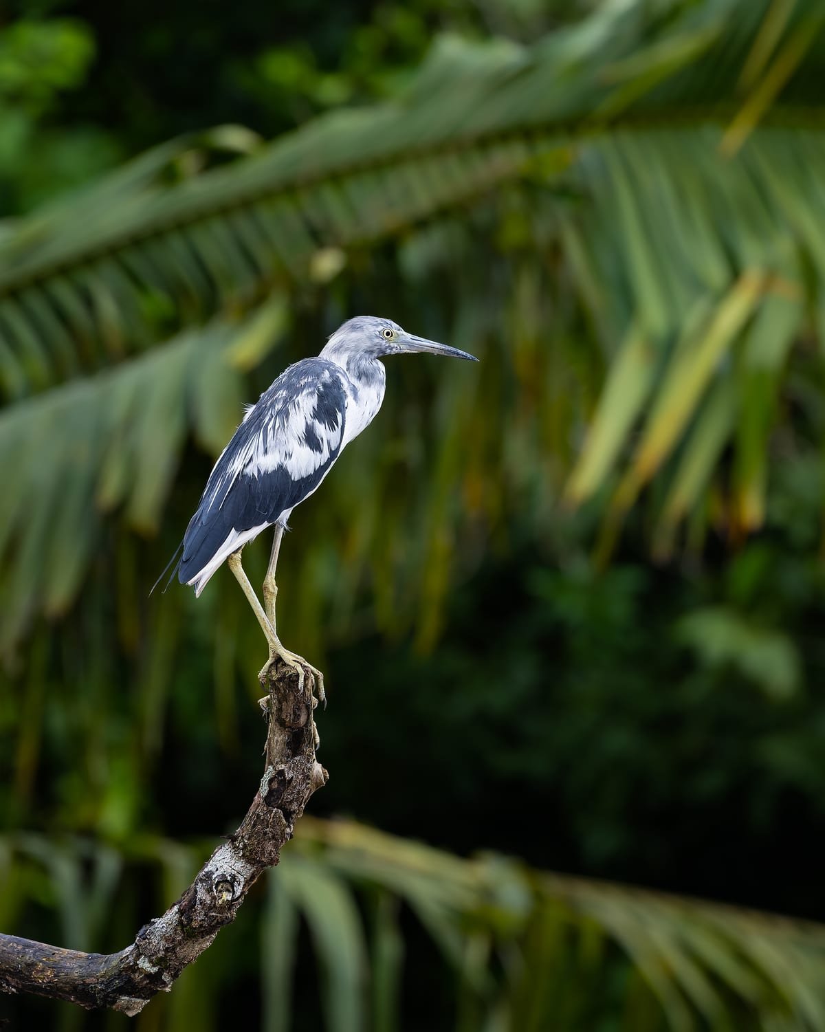 Little Blue Heron (immature), photographed at Caño Negro, Costa Rica