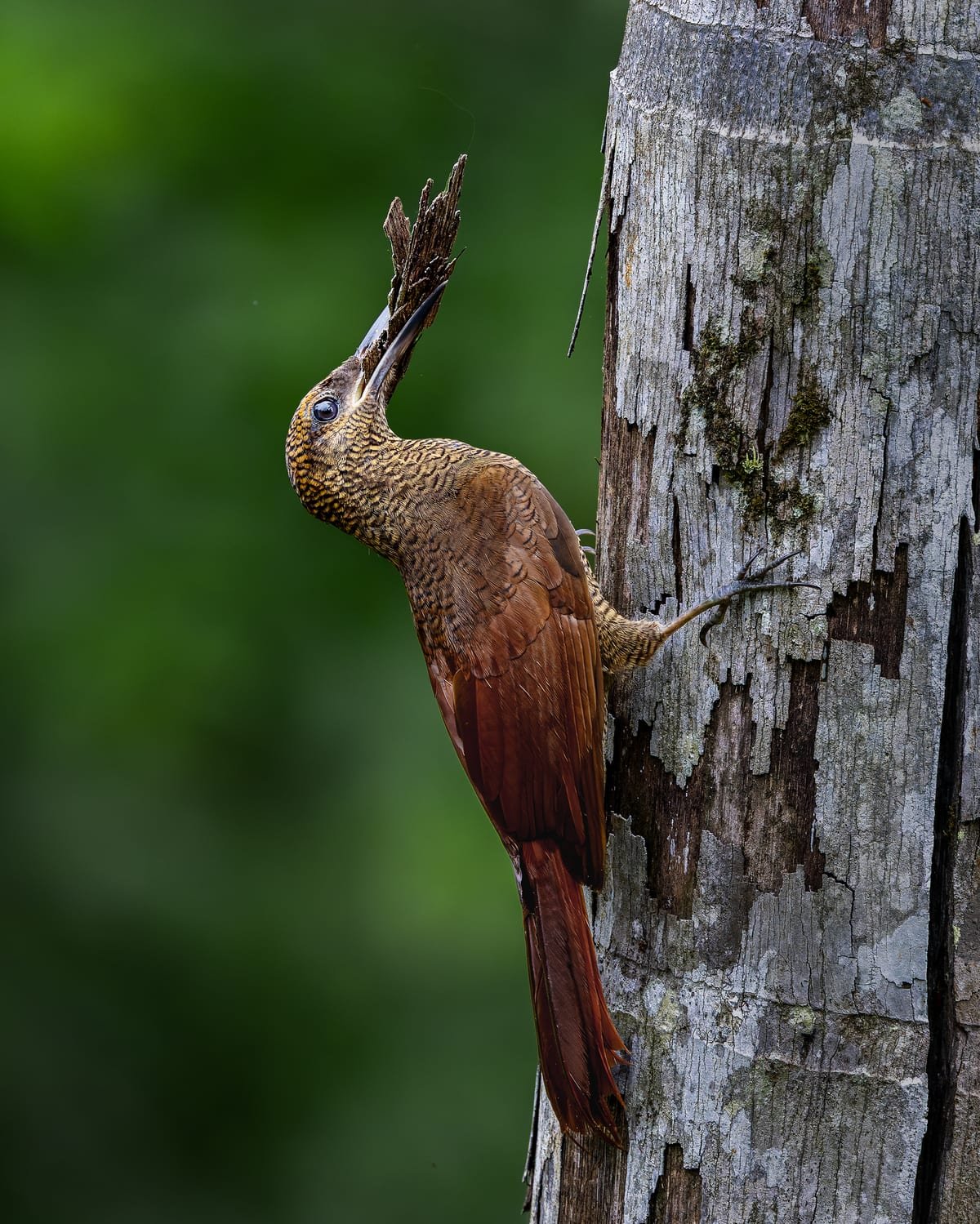 Northern Barred-Woodcreeper, photographed at Boca Tapada, Costa Rica