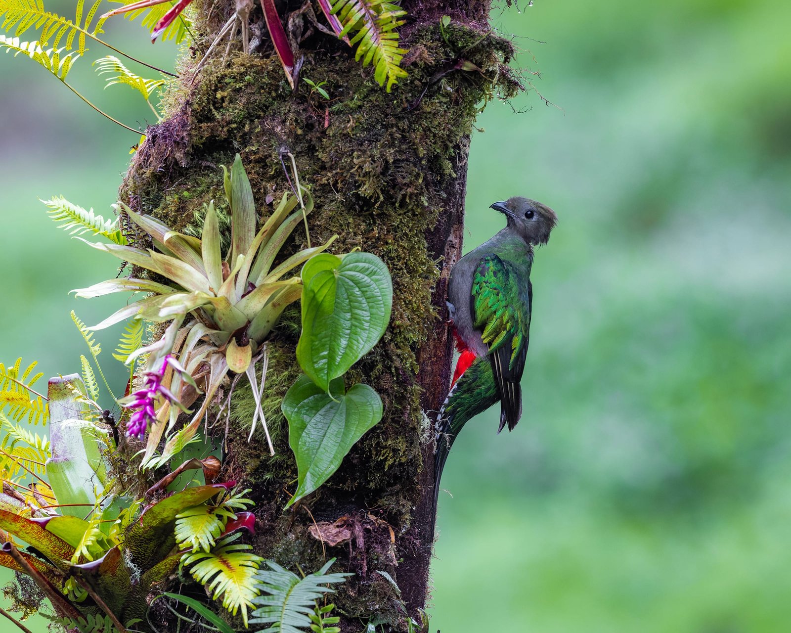 Resplendent Quetzal (female), photographed at San Gerardo de Dota, Costa Rica