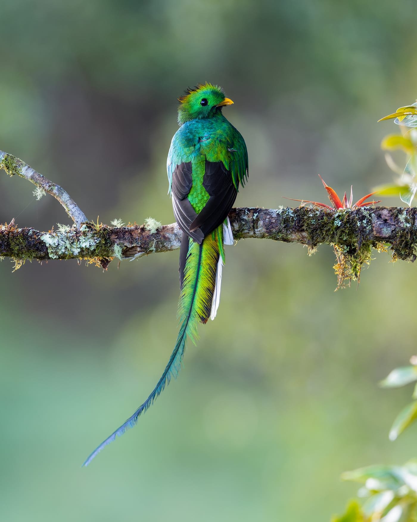 Resplendent Quetzal (male), photographed at San Gerardo de Dota, Costa Rica