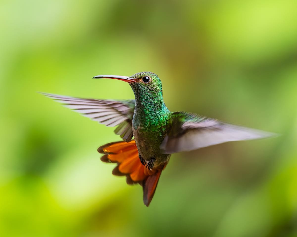 Rufous-tailed Hummingbird, photographed at San Ramón, Costa Rica