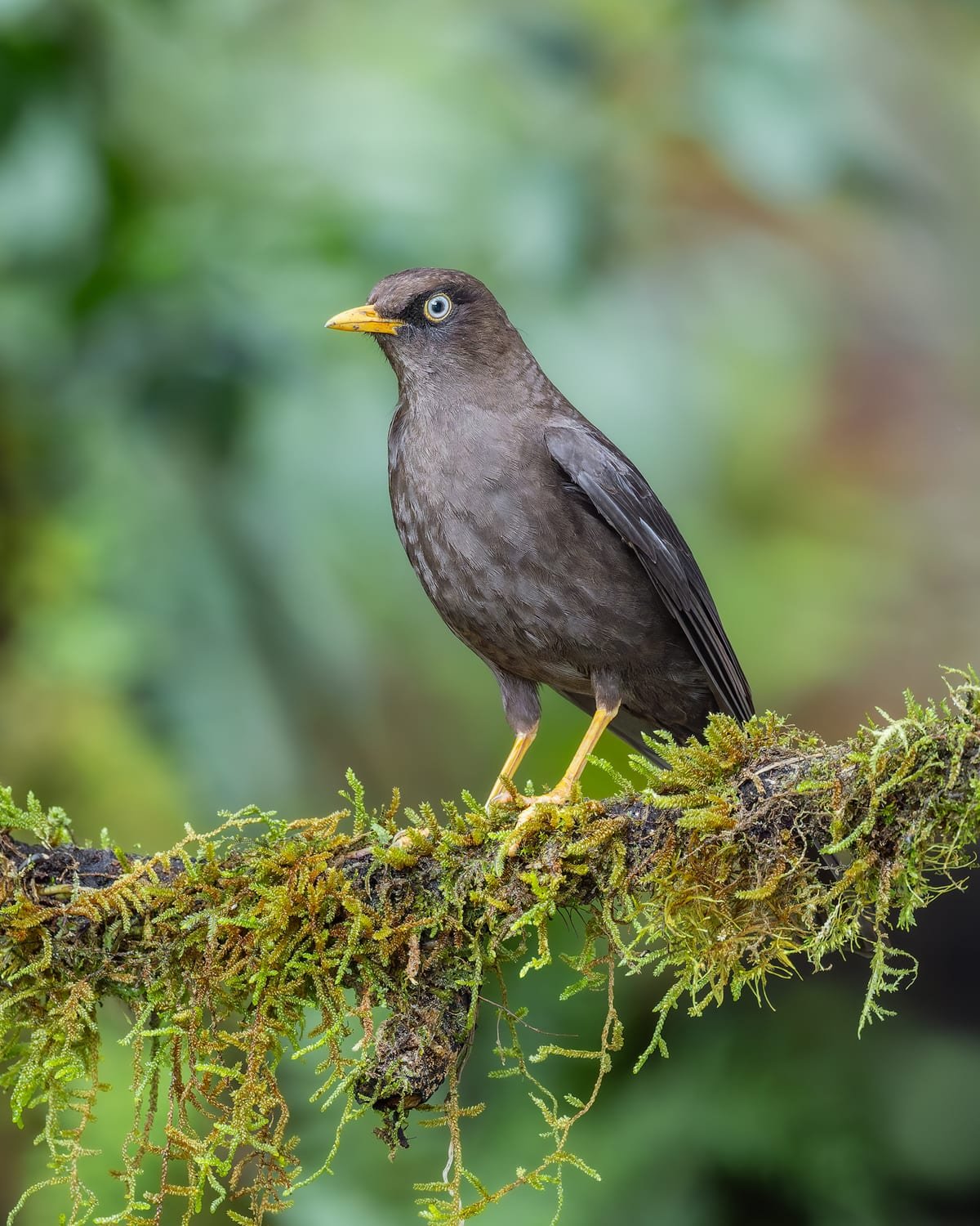 A Sooty Thrush on a moss-covered branch, orange bill and pale eye-ring against highland cloud forest