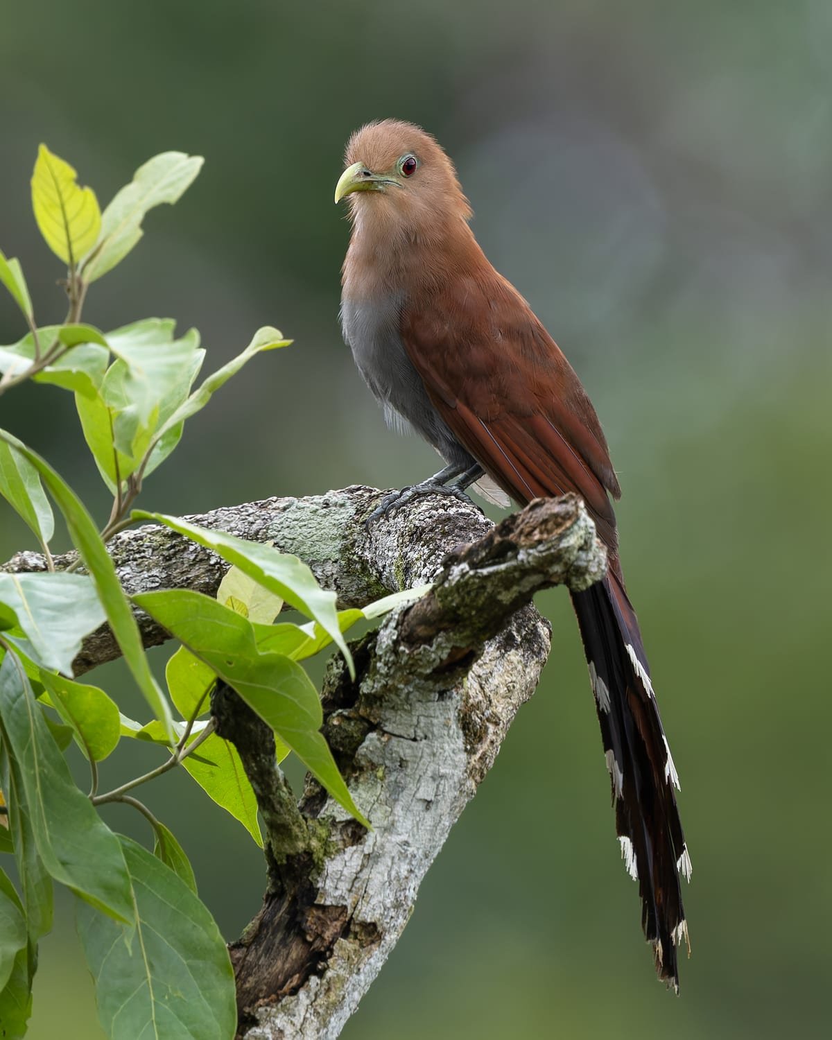Common Squirrel-Cuckoo, photographed at Boca Tapada, Costa Rica