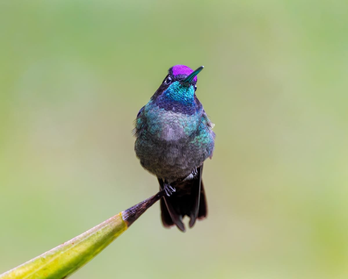Talamanca Hummingbird, photographed at San Gerardo de Dota, Costa Rica