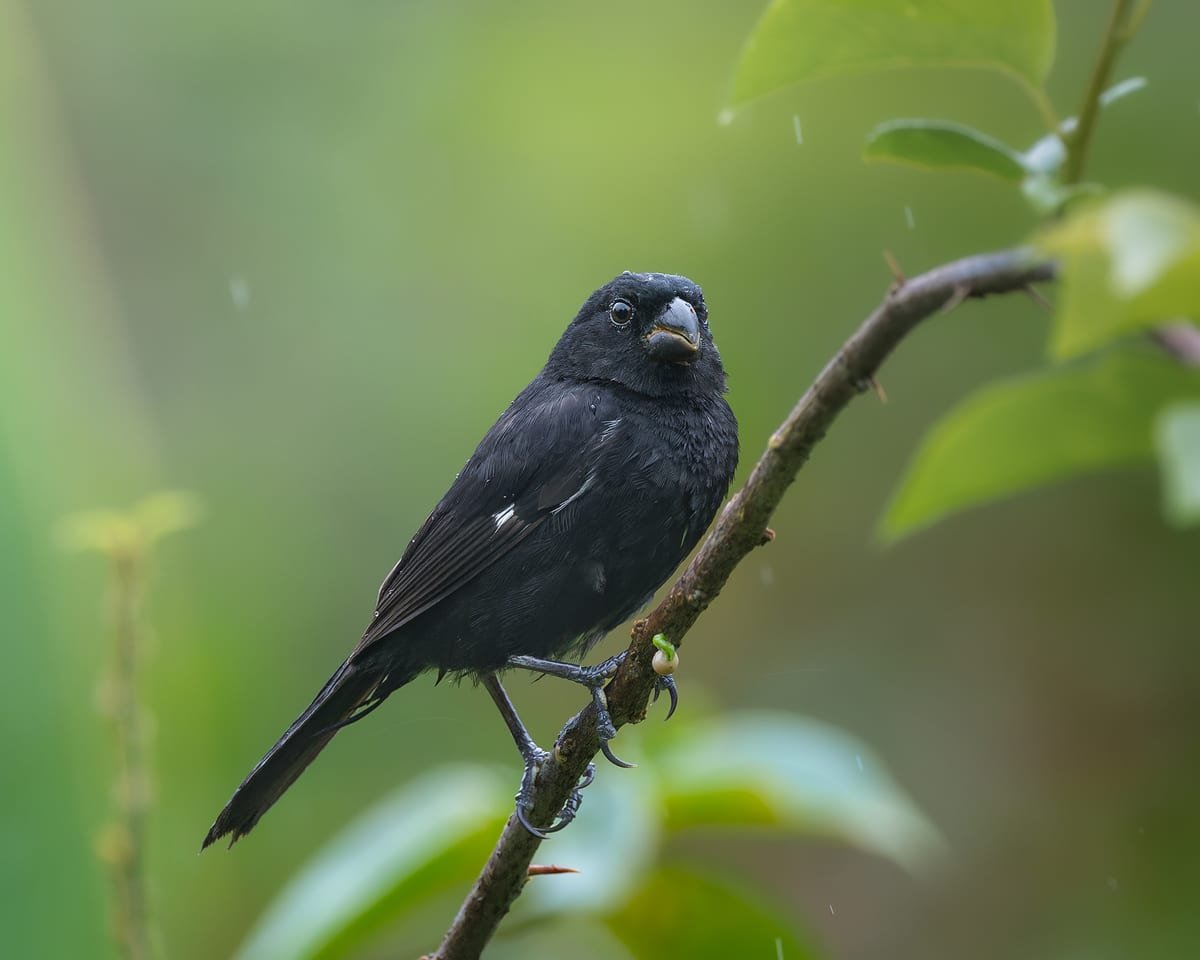 Variable Seedeater, photographed at La Fortuna, Costa Rica